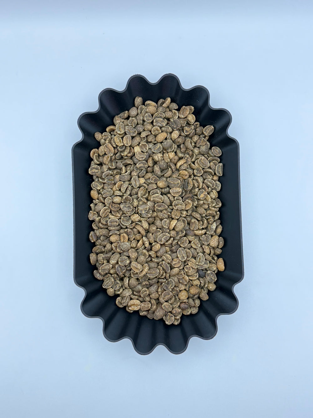 Decaf Ocicat